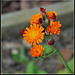 Pilosella aurantiaca ( Hieracium- épervière orangée) (4)