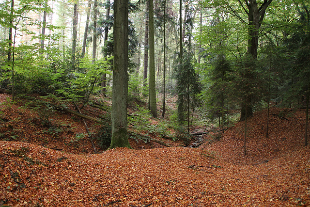 Hixterwald, Holzwickede / 21.10.2017