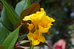 Generalife - Gelbe Blume...