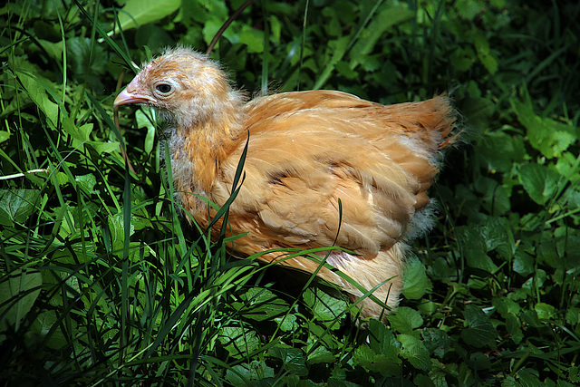 Laissez-moi vous présenter poulette Orpington fauve .