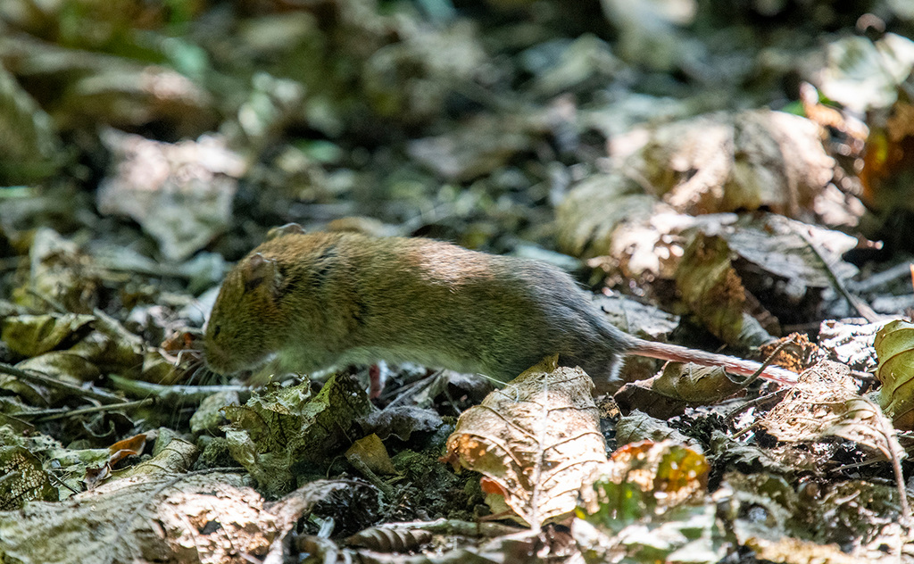 Short tailed vole
