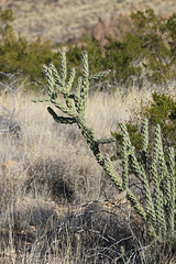 Cane Cholla