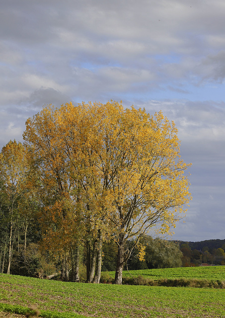 Paysage d'automne en Artois