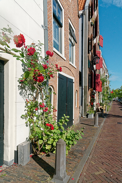 Roses de rue