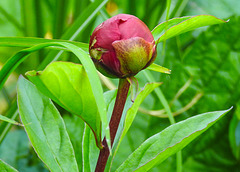 20230531 0449CPw [D~LIP] Pfingstrose (Paeonia agg) [Päonien], UWZ, Bad Salzuflen