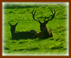 Stags at Fountains Abbey