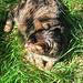 Jaffa , mon chat .......... Bon week-end.