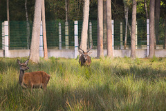 Die Hirsche im Białowieża-Urwald