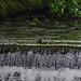 Walking the weir: Dipper