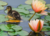 Duckling on Lily Pads