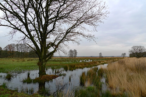 Nederland – Dwingelderveld