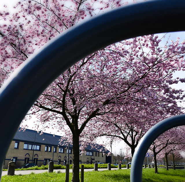 Je vois la vie en rose