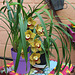 Mon orchidée dehors pour la photo