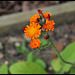 Pilosella aurantiaca ( Hieracium- épervière orangée) (5)