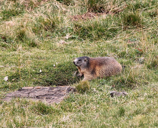 Murmeltiere im Valsertal - Labesebenalm  (2 Pic in Pic)