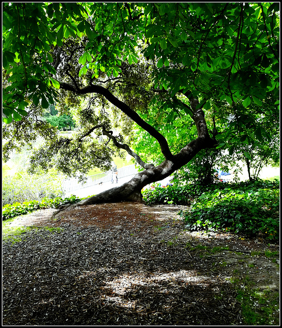 Parque de El Retiro - a favourite tree