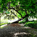 Parque de El Retiro - a favourite tree
