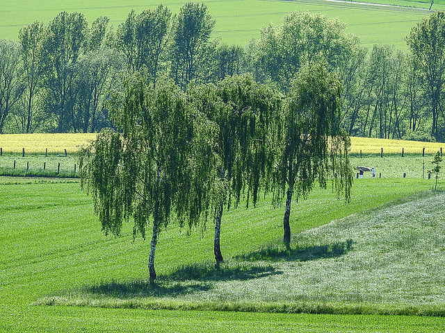 20180506 4009CPw [D~LIP] Hörster Bruch, Lage-Hörste