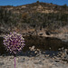 Allium ampeloprasum, Liliaceae, Porro-bravo