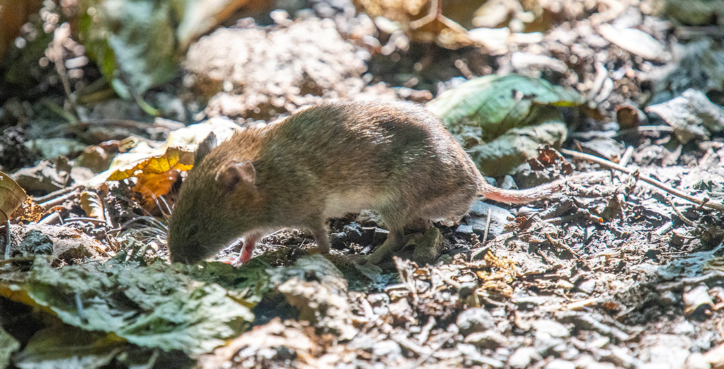 Short tailed vole
