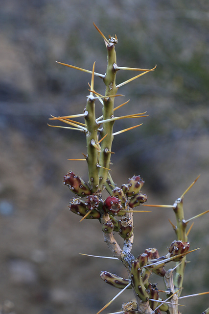 Christmas Cholla