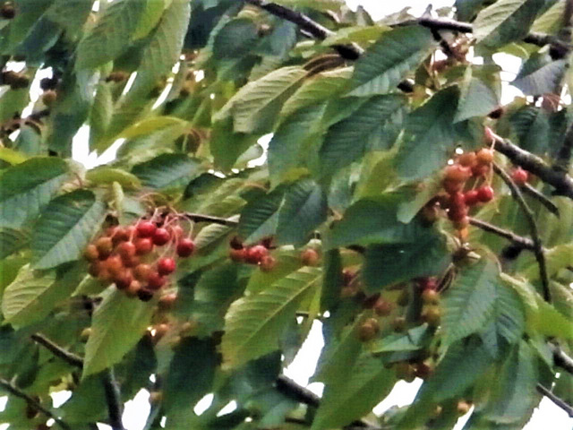 These cherries are almost ripe