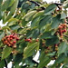 These cherries are almost ripe These cherries are almost ripe
