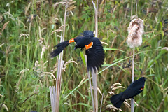 Red wing blackbirds
