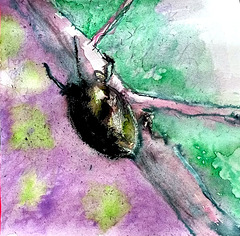 peindre des scarabés