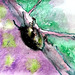peindre des scarabés