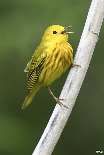 Yellow Warbler