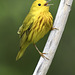 Yellow Warbler