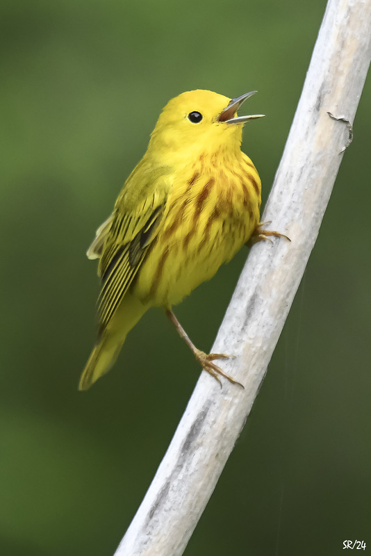 Yellow Warbler