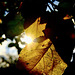 Der Herbst naht.
