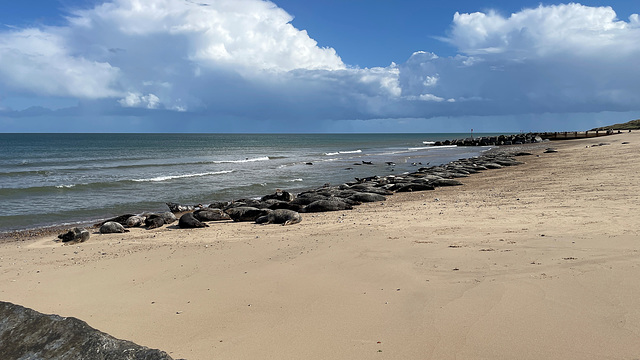 The seals of Horsey Gap
