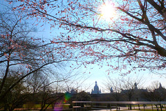 Radfahren im Frühling - Dresden bis Pillnitz