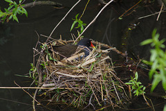 Moorhen nesting