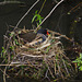 Moorhen nesting