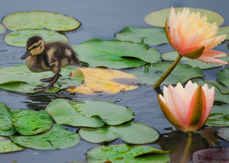 Lily Pond