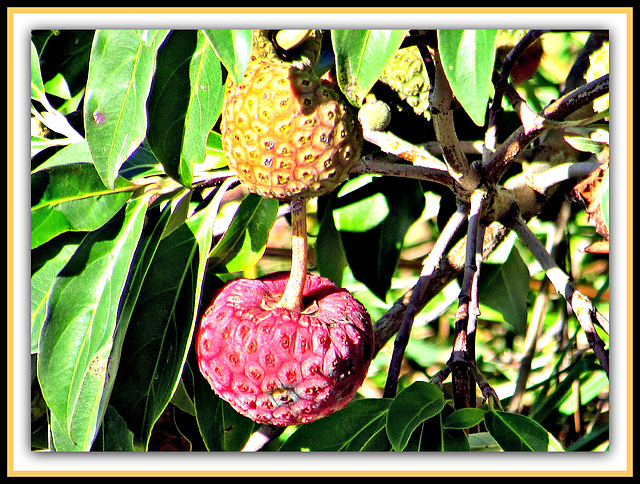 Tree Strawberries.