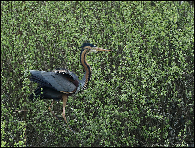 HERON POURPRE