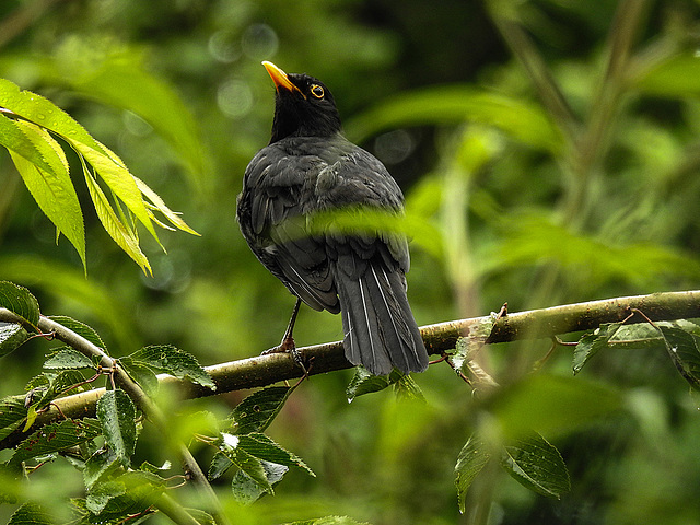 20170628 2190CPw [D~LIP] Amsel [m], Bad Salzuflen