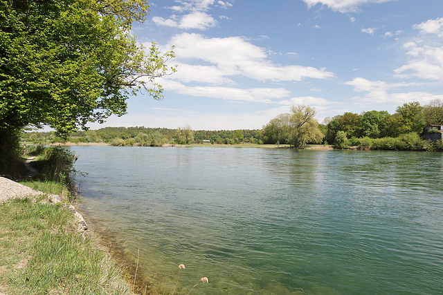 Rüdlingen - Am Alten Rhein (21)