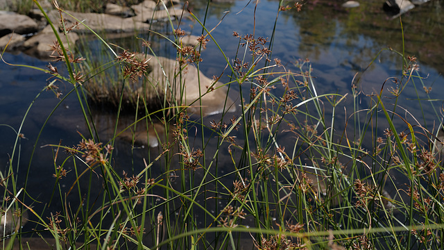 Cyperus longus, Junça-de-cheiro L1000771