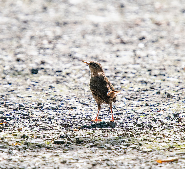 Wren