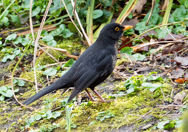 Blackbird (5)