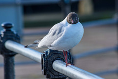 Black headed gull4