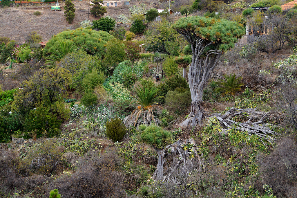 Dracaena draco