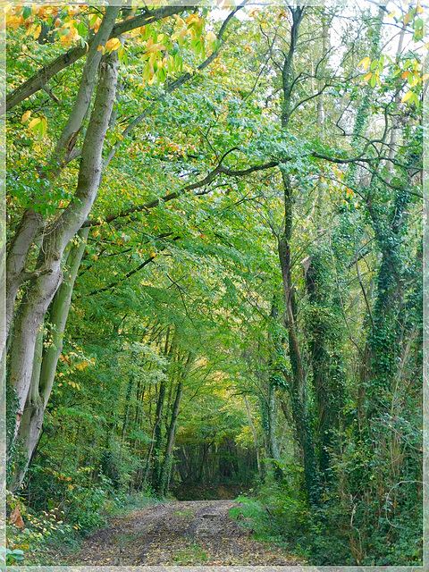 Promenade confinée dans la campagne