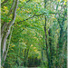 Promenade confinée dans la campagne